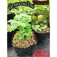 ราคา ต้นผักหวานบ้าน ผักพื้นบ้าน สลัด ต้นกล้า เมล็ดพันธุ์ กิ่งชำ ผักหวานป่า ตำลึง แกงลาว สมุนไพรไทย ดิน ปุ๋ย ลาต้น ต้นไม้ปลอม (29207780526)