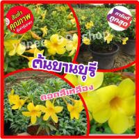 ราคา บานบุรี ต้นบานบุรี (1 ต้น/แพ็ค) ดอกสีเหลือง ทรงพุ่มพันธุ์แคระ กระถาง 6 นิ้ว (6771807947)