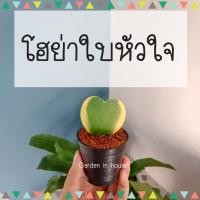 ราคา (พร้อมส่ง)ต้นโฮย่าหัวใจ หัวใจทศกัณฑ์ ใบหัวใจด่างใบหัวใจเขียว (10237435556)