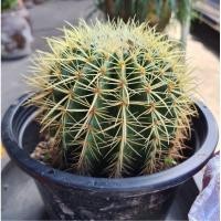 ราคา แคคตัส ถังทอง ขนาด8” (9749847961)