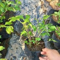 ราคา จิงจูฉ่าย ผักสวนครัว (5388717572)