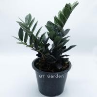 ราคา กวักมรกตดำ ต้นกวักดำ ต้นกวักมรกตดำ กระถาง 5 นิ้ว ราคาถูก (21483371963)