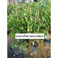 ราคา ต้นมะปรางไข่หวาน มะปรางหวานลูกใหญ่ ต้นทาบพร้อมจัดส่งคะ (10601886055)