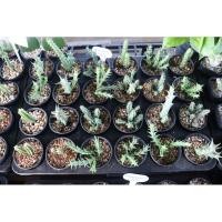 ราคา เก๋งจีน กระบองเพชร ไม้อวบน้ำ แคคตัส (5858039036)