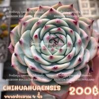 ราคา กุหลาบหิน Echeveria CHIHUAHUAENSIS cactus haworthia lithop succulent ไลทอป ฮาโวเทีย แคคตัส ไม้อวบน้ำ (22215319110)