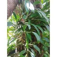 ราคา กล้วยไม้ เอื้องผึ้งป่า ออกดอกสีเหลือง (ขายเป็นกิโล)​ (22369344565)