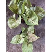 ราคา ต้นออมนาคพร้อมลงกระถางจ้า (10550458471)