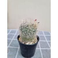 ราคา แมมขนแมว แคคตัส ขนาดให้ดอกแล้วอยู่ในกระถาง 2.5 นิ้ว (29777524503)