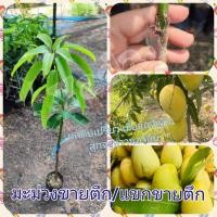 ราคา มะม่วงเสียบยอด สายพันธุ์ ขายตึก หรือแขกขายตึก ของดีจังหวัดฉะเชิงเทรา เป็นต้นเสียบยอด พร้อมจัดส่งทั่วไทย (23066631063)