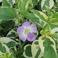 ราคา SALE 19฿ต้นบุษบาพารวยบุษบาฮาวาย ไม้มงคลเสริมดวงเรื่องการเงิน ร่ำรวยเงินทอง การค้าขายดี มีโชคลาภ (10435440345)