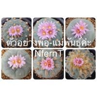 ราคา โลโฟฟริซิไอ Lophophora Fricii (21244080561)