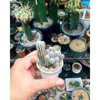 ราคา อิชินอปเลื้อย ฟอร์มกอ (4348346487)