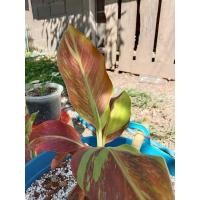 ราคา แดงอินโดกล้วยแดงอินโด (12867973835)