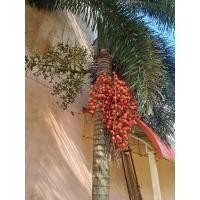 ราคา ต้นกล้า ลูกหมากแดง สวยงามผลทานได้ (18111492046)