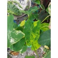 ราคา บอนนาญี่ปุ่นบอนาเยลโล่สแปช (16857681019)