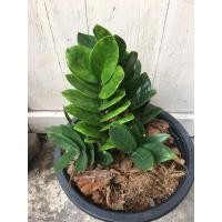 ราคา กวักมรกต ใบกลม ใบถี่ กวักมรกตแคระ ไม้ฟอกอากาศ ไม้มงคล ไม้ประดับ (5680085857)