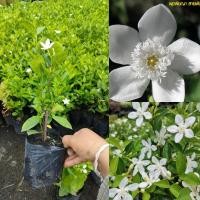 ราคา พุดพิชญา ไม้พุ่มเตี้ย ดอกสีขาว ออกดอกตลอดปี ต้นปักชำ ชุดละ 2 ต้น (40707928870)