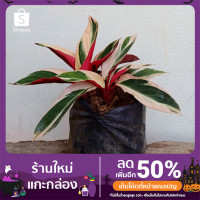 ราคา ต้นคล้าทอง พญาคล้าทอง (1ต้น คือ 1หน่อ) (10251262870)