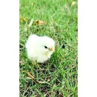 ราคา ไข่ไก่ซิลกี้ ไข่เชื้อ ไก่ซิลกี้ ไก่สวยงาม เซตละ3ฟอง 200บาท คละสี (15887681286)