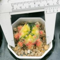 ราคา กระบองเพชร ยิมโน แดมซี่ ด่าง, Gymnocalycium damsii Variegata (2606052500)