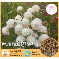 ราคา ดอกบานไม่รู้โรยสีขาวล้วน 200 เมล็ด (29923069151)