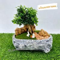 ราคา สวนถาดไม้มงคล บอนไซแก้วแคระมหามงคลกระถางทรงขอนไม้สีฟ้า (24122142941)
