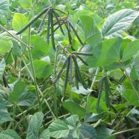 ราคา เมล็ดพันธุ์ถั่วเพาะงอก ถั่วเขียว ถั่วเขียวเพาะงอก ขนาด 20 กรัม (52052122816)