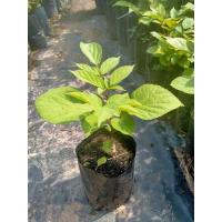 ราคา ต้นเพกาเตี้ยพันธุ์แคระ (8146234114)