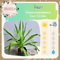 ราคา [ต้นถอดกระถาง] จันผา จันท์ผา ไม้ประดับ ต้นไม้มงคล (7396360880)