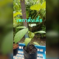 ราคา เพกาเตี้ย เพกาต้นเตี้ยหรือลิ้นฟ้าเตี้ย พร้อมปลูก (6695833580)