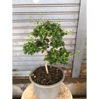 ราคา ต้นชาฮกเกี้ยน ดัดทรงบอนไซ (9954922172)