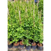 ราคา ต้นโมกข์ โมกพวง ฟอร์มสวย 80 ซม ขั้นต่ำ 2 ต้น ทำแนวกั้นรั้ว (29400471299)