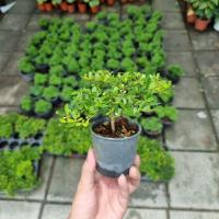ราคา หูกระจงแคระ ต้นไม้แผ่บารมี แบบกระถางพร้อมตั้ง ไม้แดด ไม้มงคล บอนไซ (10434949597)