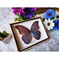 ราคา ผีเสื้อสต๊าฟ ผีเสื้อสตาฟ ของตกแต่งบ้าน ของขวัญ ของสะสม Real Butterfly MORPHO DIDIUS Insect Frame Set Taxidermy Display M (18093797576)