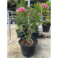 ราคา ต้นยี่โถ ติดดอก พร้อมส่ง กระถาง 6 นิ้ว (42550248310)