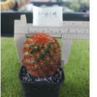 ราคา แมมคามิเน่ขนแดง สีสวย แมมมิลาเรีย คามิเน่ (Mammillaria carmenae) หนามีแเดง รายการใหม่ (27441383375)
