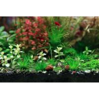 ราคา กระดุมเงินไม้น้ำ ต้นกระดุมเงิน (Eriocaulon cinereum) (43854970857)