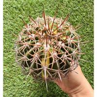 ราคา พร้อมส่งแคคตัสเมโลหนามตะกร้อด่าง‼️ด่างกระจายทั่วต้น หายาก‼️ ไม้เมล็ด ต้นใหญ่ Melocactus curvispinus variegated (27711392558)