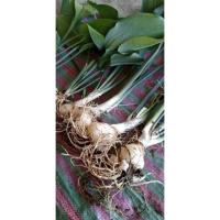 ราคา ว่านมหาโชค ว่านมงคล ว่านดอกสีขาว (14386528894)