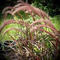 ราคา หญ้าแดงแม็กซิกัน หญ้าน้ำพุ สีสวย ทน เลี้ยงง่าย สร้างบรรยากาศให้สวน (14468238677)