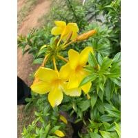 ราคา ต้นบานบุรีแคระ ดอกสีเหลือง (41807733672)