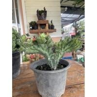 ราคา ต้นหยกกำแพงเมืองจีน ต้นหยกนำโชค (12236010200)