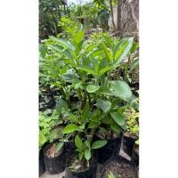 ราคา ต้นพันธุ์หนานเฉาเหว่ย(ป่าช้าเหงา)เพาะกิ่งชำเพาะในถุงดำพร้อมปลูก (41065159910)