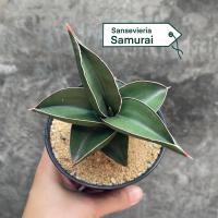 ราคา Sansevieria Samurai ซามูไร (48651690120)