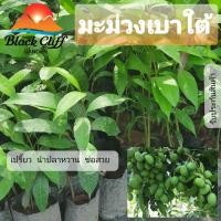 ราคา มะม่วงเบา มะม่วงเบาใต้ พันธุ์ไม้ วิสาหกิจชุมชน สวนเขาหมาก (6157195291)