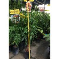 ราคา ต้นมะยงชิด มะยงชิด (6248865577)