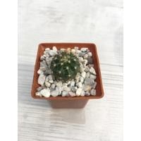 ราคา กระบองเพชร เมโลแคคตัส (3045948173)