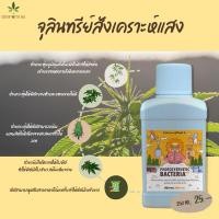 ราคา Photosynthetic bacteria:PSB จุลินทรีย์สังเคราะห์แสง (19537670789)