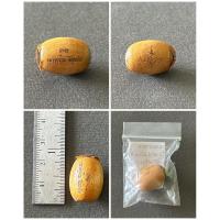 ราคา ตะกรุดลูกอม พ่อท่านจ้าย (หลวงปู่จ้าย) จิตฺตกโร วัดเขาแก้ว จ.สงขลา (43765264708)