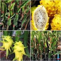 ราคา กิ่งพันธุ์แก้วมังกรเหลืองอิสราเอลขนาด 70 ซม. (4539798138)